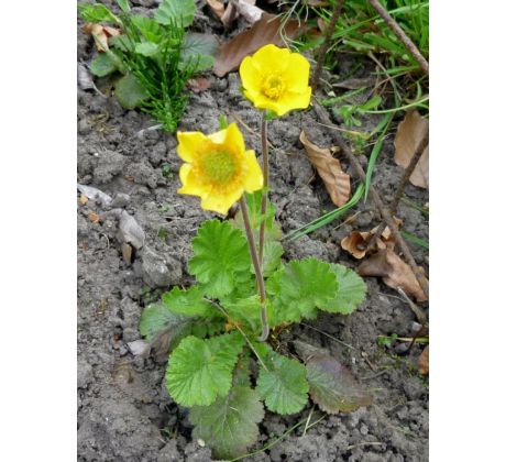 Geum montanum