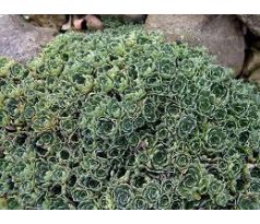 Lomikámen "Brevifolia" (Saxifraga paniculata)