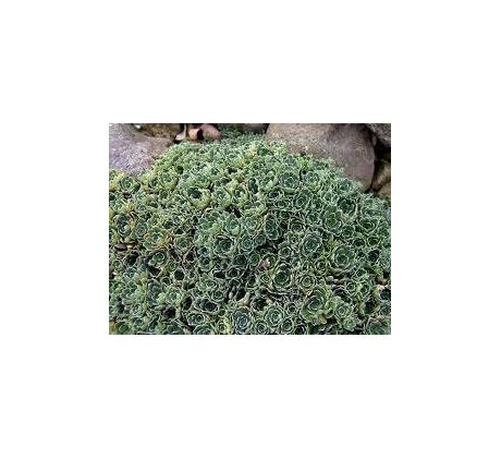 Lomikámen "Brevifolia" (Saxifraga paniculata)
