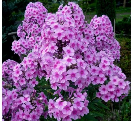 Vysoký flox 10 (Phlox paniculata)