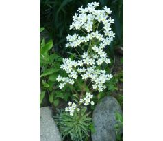 Lomikámen Pyramidalis (Saxifraga cotyledon)