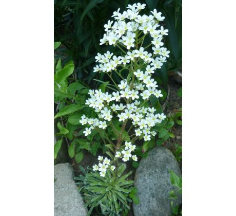 Lomikámen Pyramidalis (Saxifraga cotyledon)