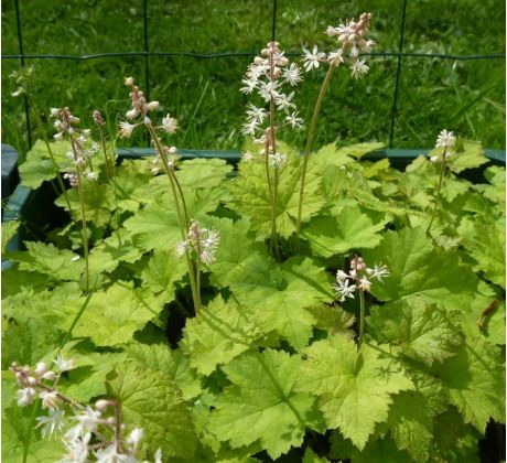 Mitrovnička (Tiarella wherryi)