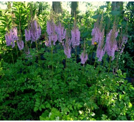 Astilbe taquetii  " Superba "