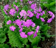 Primula sielboldii