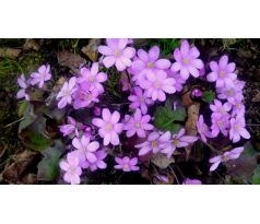 Jaterník podléška,růžový (Hepatica nobilis)