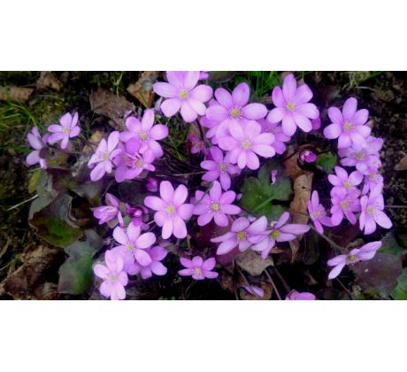 Jaterník podléška,růžový (Hepatica nobilis)