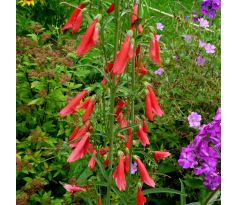 Penstemon barbatus - červený