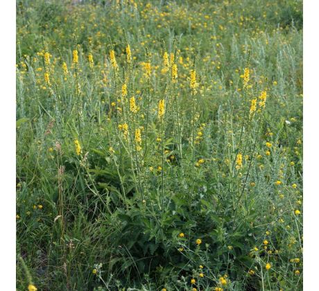 Řepík lékařský (Agrimonia eupatoria)