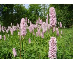 Rdesno hadí kořen (Bistorta officinalis)