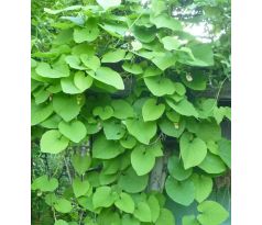 Podražec (Aristolochia durior)