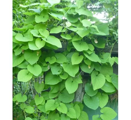 Podražec (Aristolochia durior)