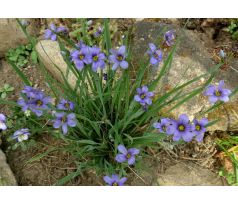 Badil modrý(Sisyrinchium angustifolium)