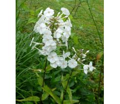 Vysoký flox 2 (Phlox maculata)