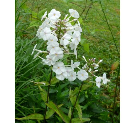 Vysoký flox 2 (Phlox maculata)