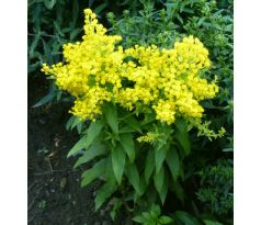 Zlatobýl (Solidago "Queenie")