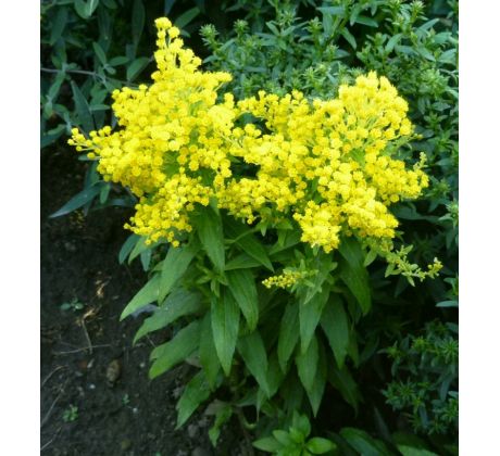 Zlatobýl (Solidago "Queenie")