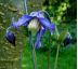 Plamének celolistý (Clematis integrifolia " Hendersonii ")