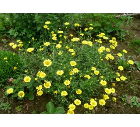 Rmen (Anthemis tinctoria)