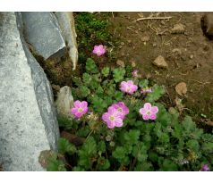 Pumpava (Erodium x variable "Roseum")