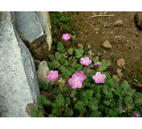 Pumpava (Erodium x variable "Roseum")