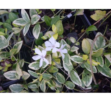 Barvínek bílý (Vinca major "Variegata")