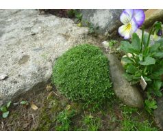 Mateřídouška (Thymus serphyllum minor)