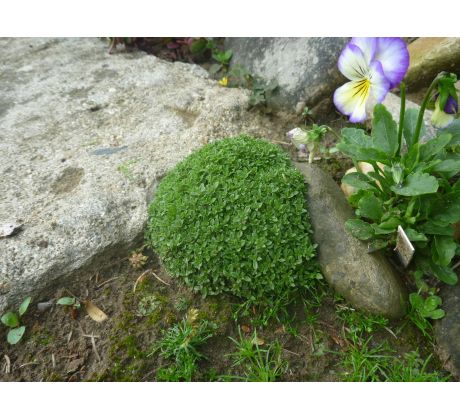 Mateřídouška (Thymus serphyllum minor)