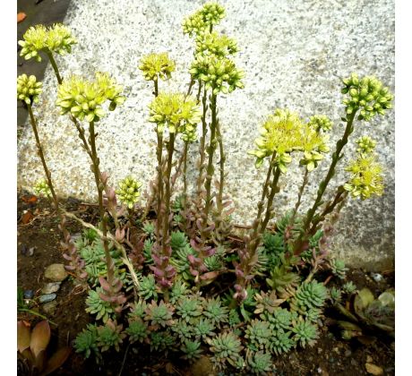 Sedum nic (Sedum sediforme)