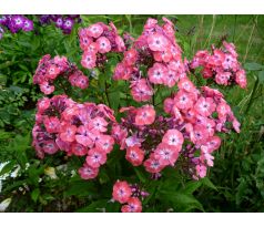 Vysoký flox 13 (Phlox paniculata)