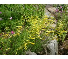 Penstemon pinifolius