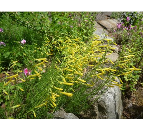 Penstemon pinifolius