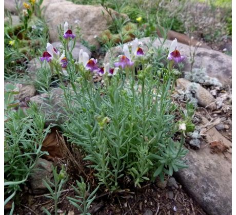 Lnice (Linaria aeruginea)