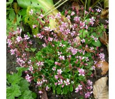 Lomikámen(Saxifraga umbrosa)