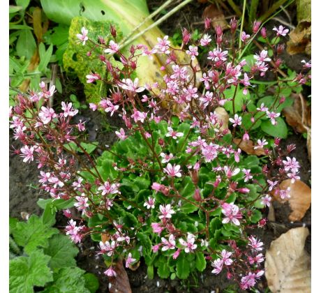 Lomikámen(Saxifraga umbrosa)