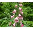 Náprstník Mertonův(Digitalis x Mertonensis)