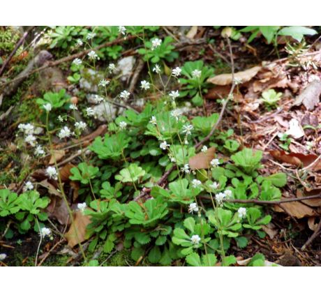 Lomikámen(Saxifraga cuneifolia)