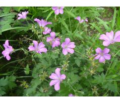 Kakost Endressův (Geranium endersii)