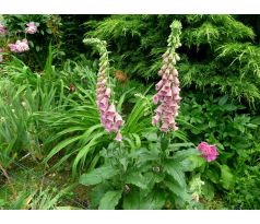 Náprstník Mertonův(Digitalis x Mertonensis)