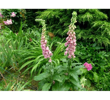 Náprstník Mertonův(Digitalis x Mertonensis)