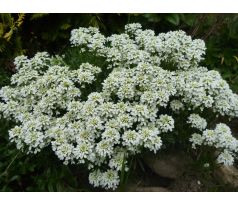 Iberka (Iberis sempervirens)