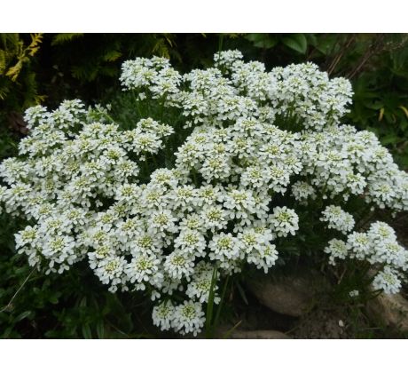 Iberka (Iberis sempervirens)