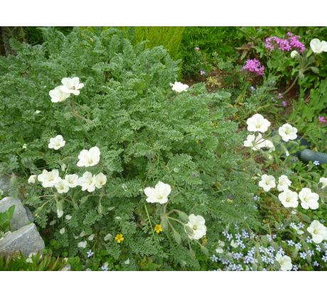 Pumpava zlatá (Erodium chrysanthum)