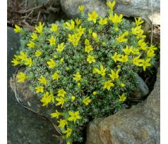 Drnečka (Douglasia vitaliana)