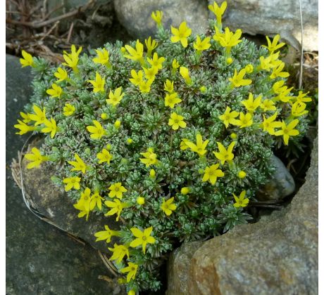 Drnečka (Douglasia vitaliana)