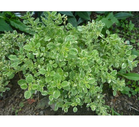 Dobromysl (Origanum vulgare " Country Cream")