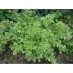 Dobromysl (Origanum vulgare " Country Cream")