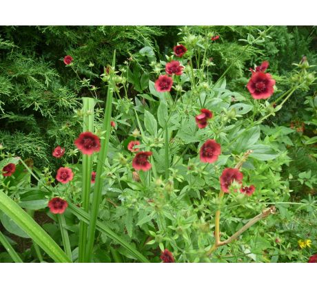 Mochna červená (Potentilla thurberi)