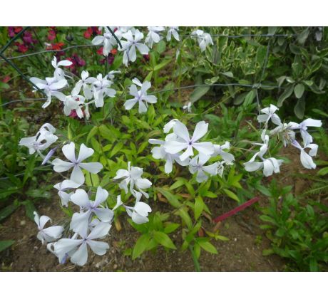 Nízký Floxík 16 (Phlox stolonifera)