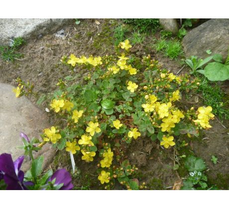 Nízká Třezalka (Hypericum athoum)